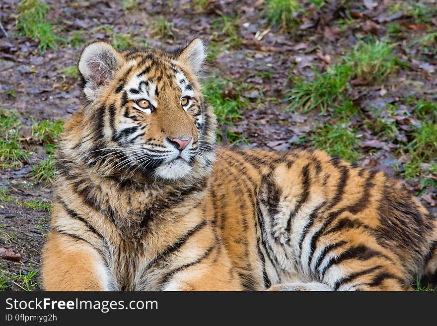 One of the two cubs at the zoo in Duisburg, Germany. One of the two cubs at the zoo in Duisburg, Germany.