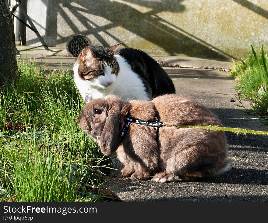 Chiqui & Chewy when they came over for a visit. The garden here isn&#x27;t very well fenced so we didn&#x27;t trust Chewy off the harness, but he was delighted to go outside anyway. And Chi spent at least 2 or 3 hours a day rolling around and eating grass outside. Chiqui & Chewy when they came over for a visit. The garden here isn&#x27;t very well fenced so we didn&#x27;t trust Chewy off the harness, but he was delighted to go outside anyway. And Chi spent at least 2 or 3 hours a day rolling around and eating grass outside.