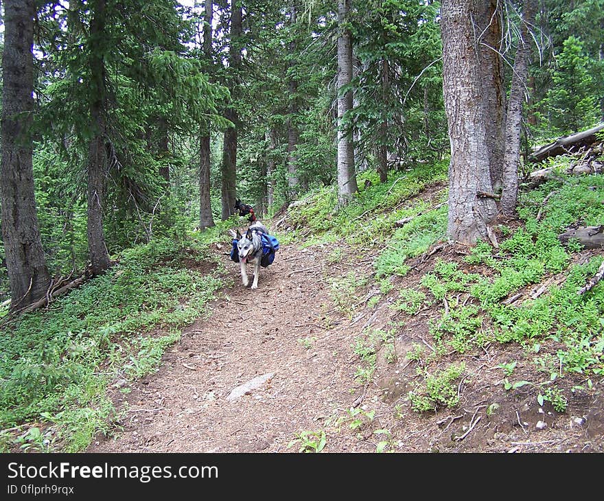 Trail up to Bonito Pass, Colorado. Trail up to Bonito Pass, Colorado