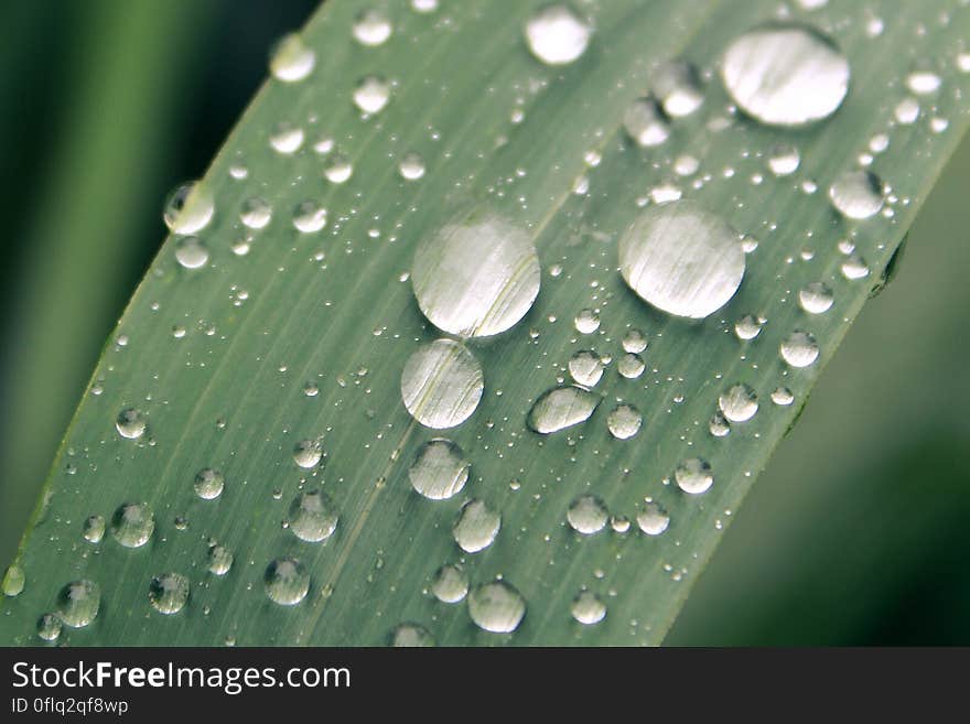 Macro view of dew drops on green plant leaf. Macro view of dew drops on green plant leaf.