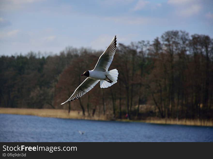 A seagull flying over water in park. A seagull flying over water in park.