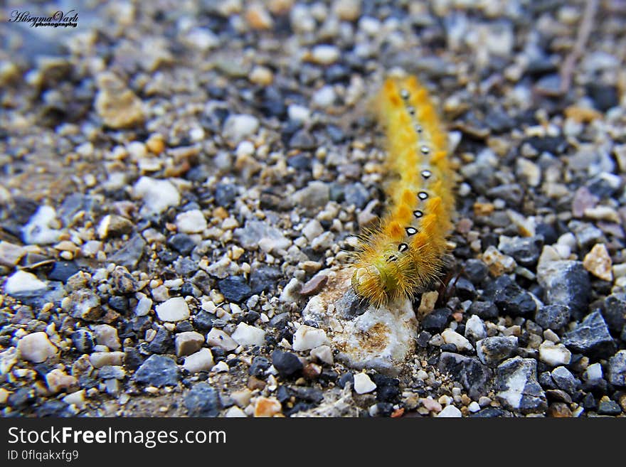 A close up of a yellow caterpillar on pebbles