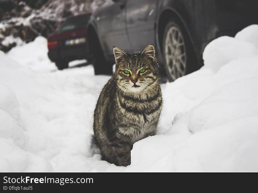 Tabby cat sitting in the snow surrounded by drifts with selective focus and in the background two blurred dark colored cars.