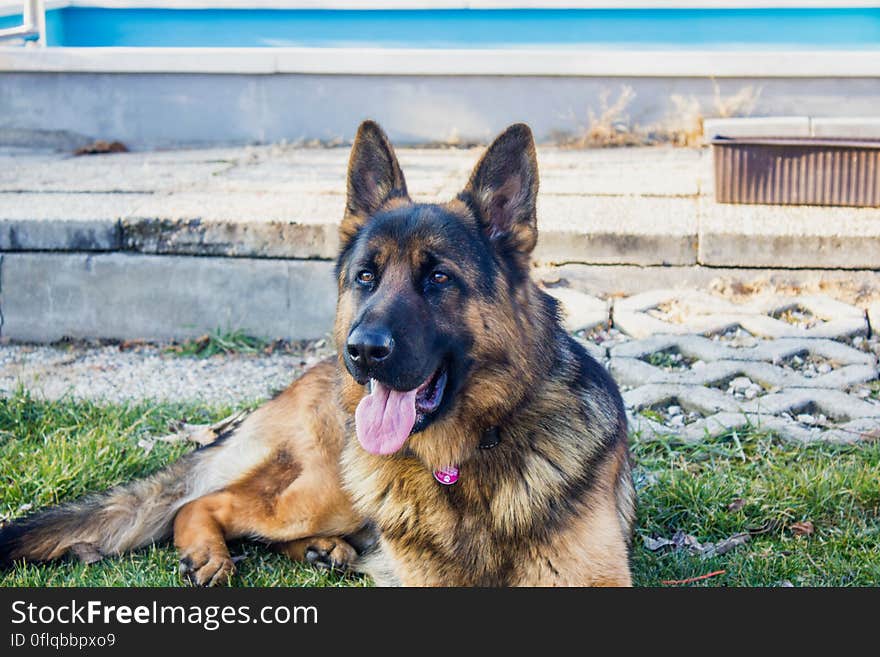 Portrait of German shepherd dog panting in grass outside on sunny day. Portrait of German shepherd dog panting in grass outside on sunny day.