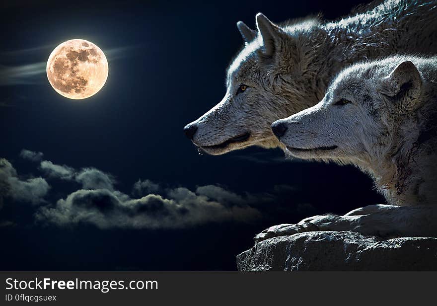 Portrait of wolves against night skies with full moon. Portrait of wolves against night skies with full moon.