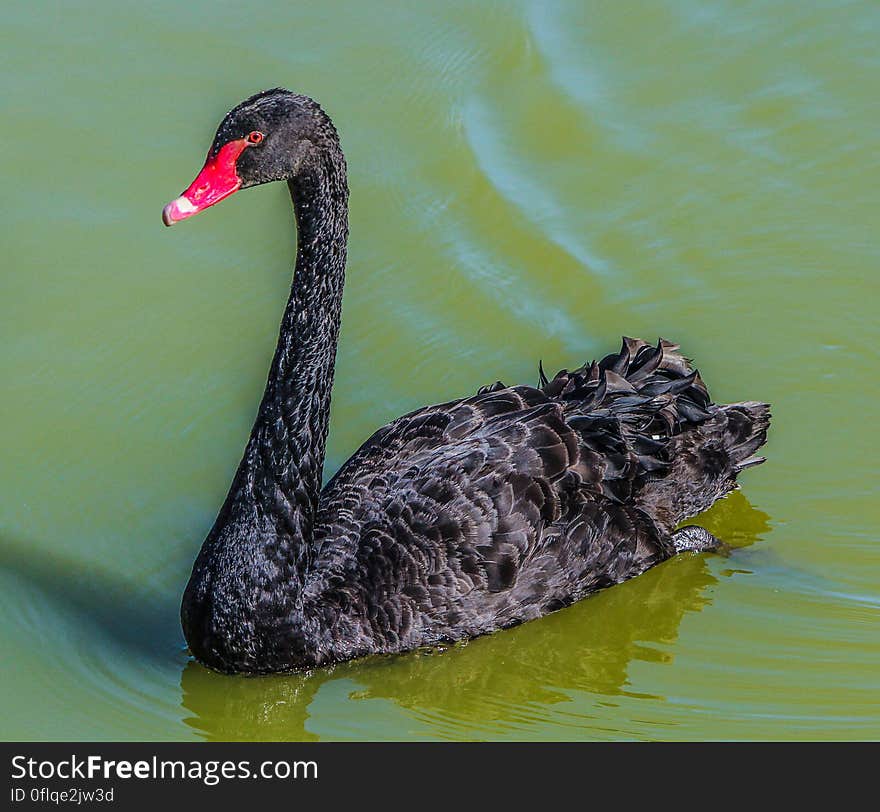 Black Featheres Red Beak Bird Swim on the Surface of Water