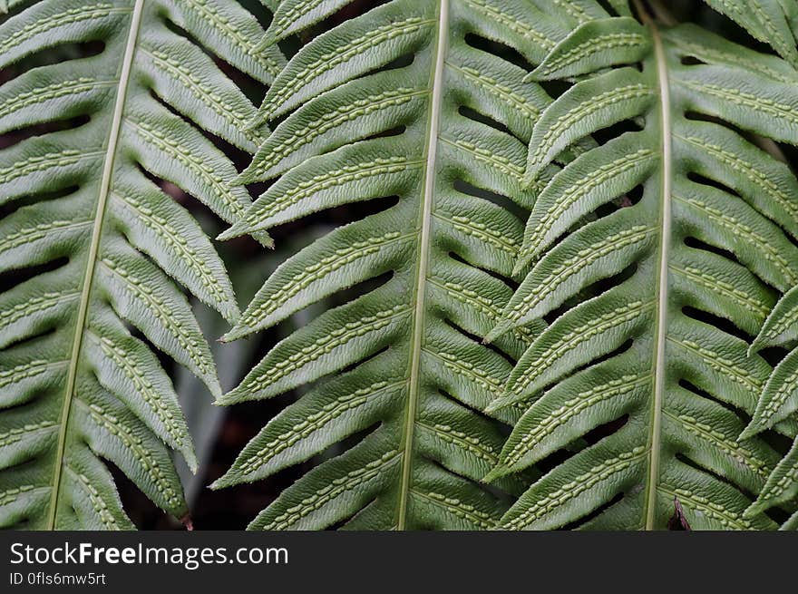 The texture of the fresh leaves of a fern