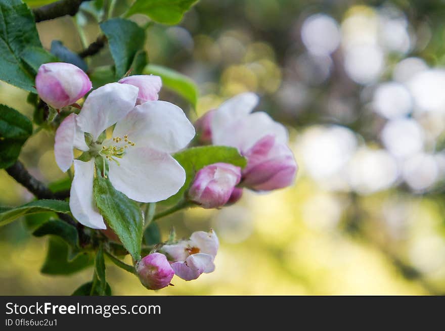 A branch of Apple blossoms in early spring