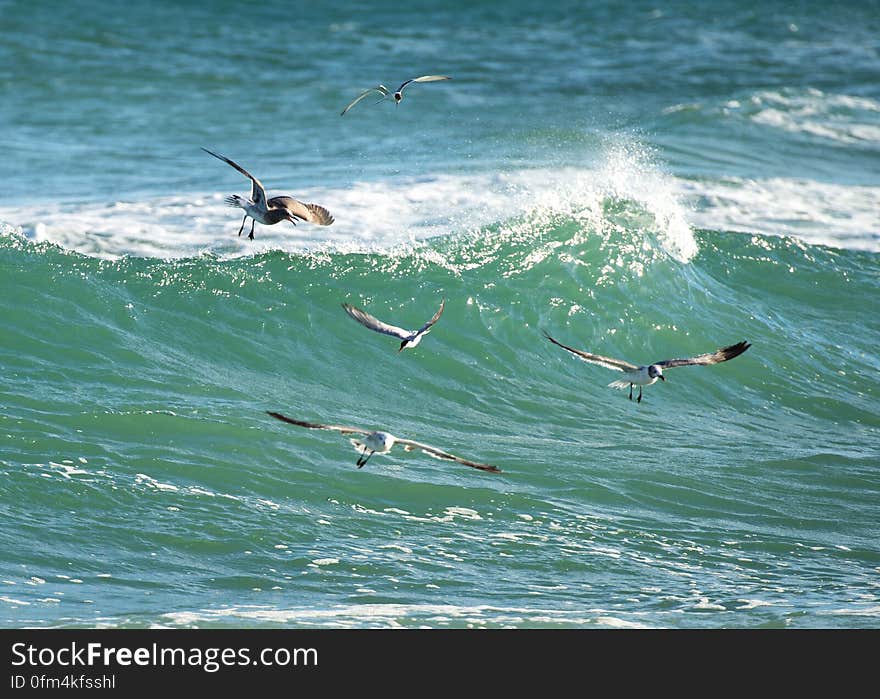 Gliding seagulls above the Atlantic Ocean, Cape Hatteras NC USA #LibraryFromSpace. Gliding seagulls above the Atlantic Ocean, Cape Hatteras NC USA #LibraryFromSpace