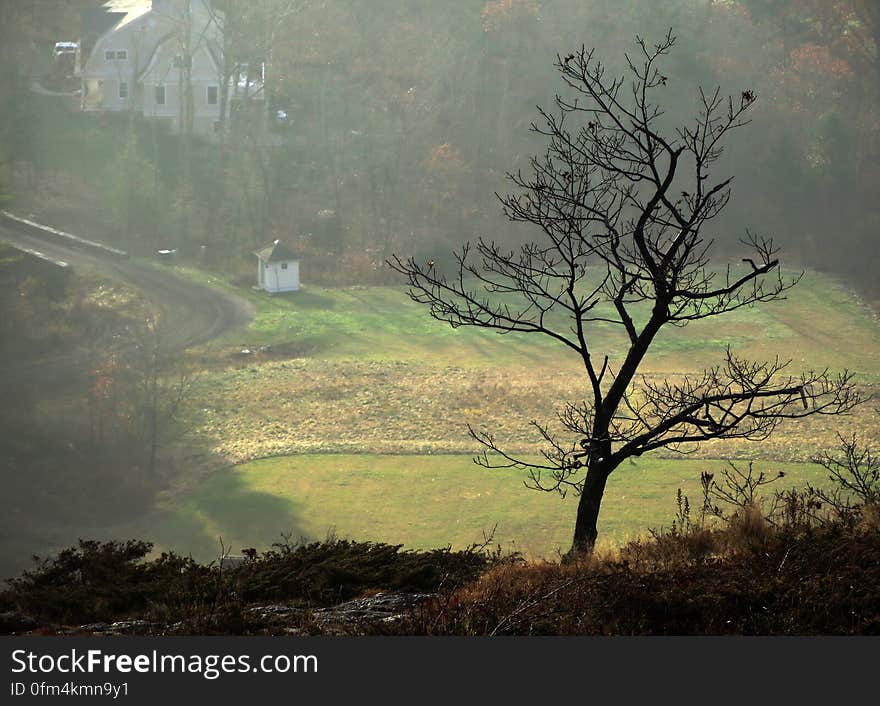 Lonely Tree Overlook