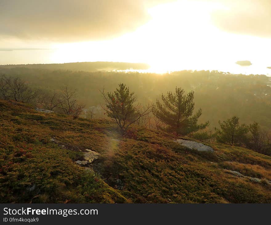 Morning Light Vegetation