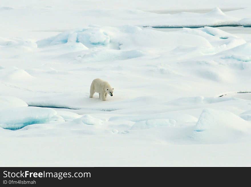 A polar bear walks on the Arctic Ocean ice Aug. 21, 2009. Photo Credit: Patrick Kelley, U.S. Coast Guard