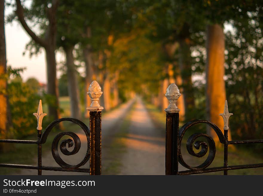 Pathway Between Green Trees Brown Steel Gate during Daytime