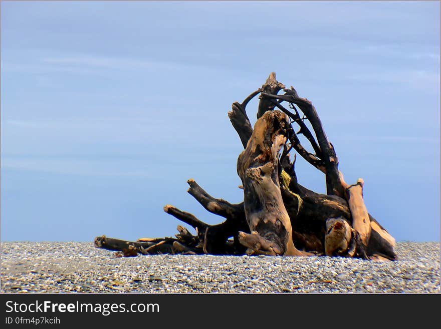 West Coast beaches of New Zealand &#x28;32&#x29;