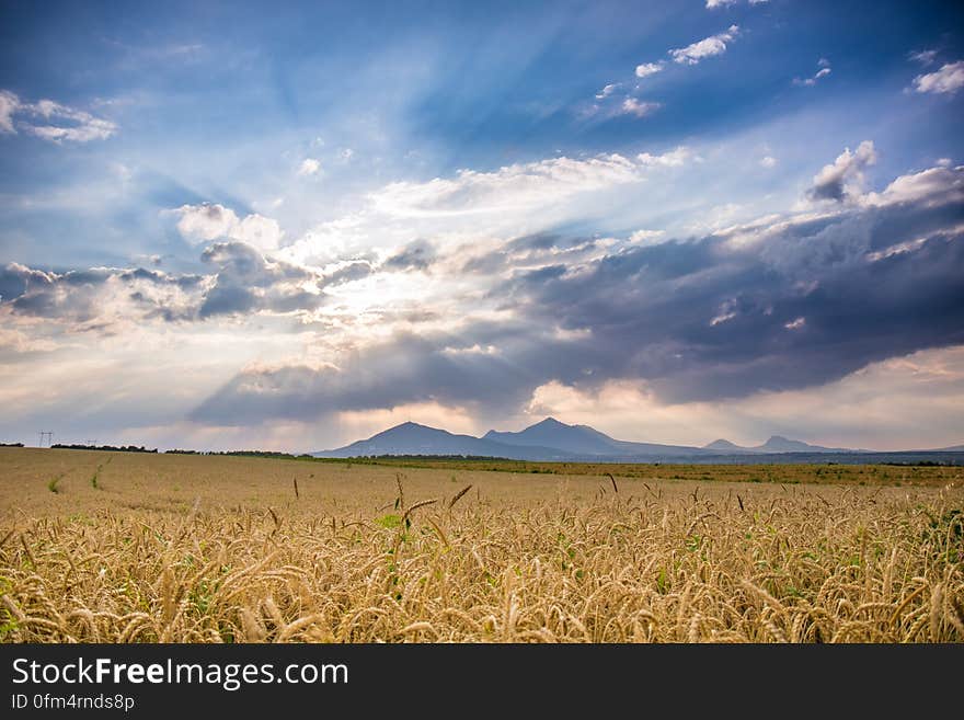 Ride Field Under Blue Sky during Daytime