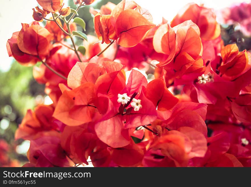 Red bougainvillea vines, also known as buganvilla bugambilia, bouganvilla, pokok bunga kertas bougenville, Napoleón, jahanamiya, veranera, trinitaria, Santa Rita or papelillo.