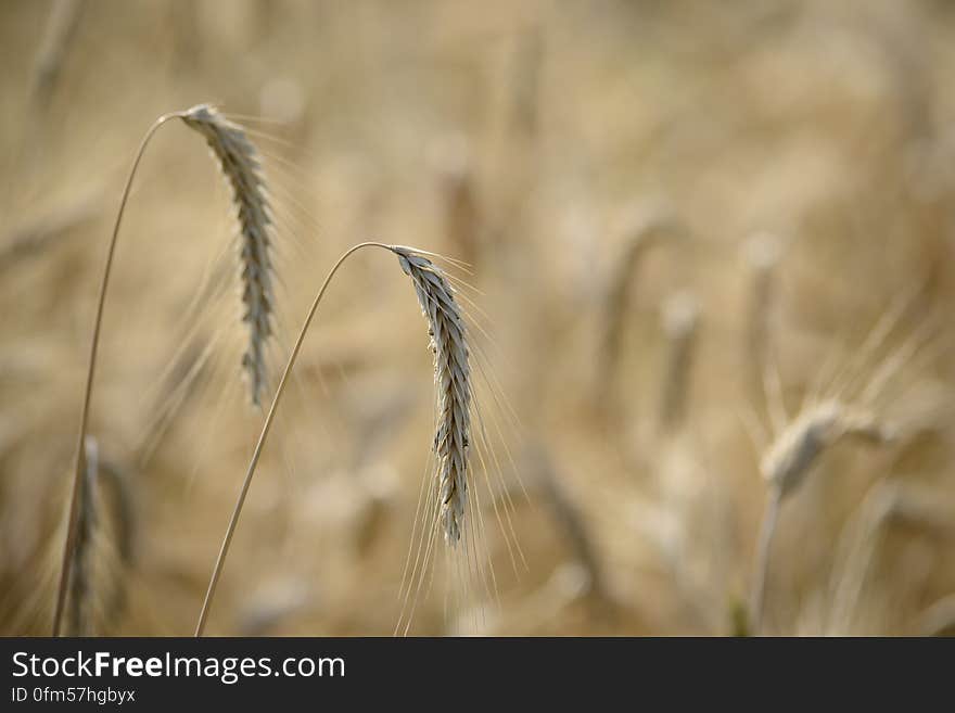 Close up or wheat or cereal grains in golden field. Close up or wheat or cereal grains in golden field.