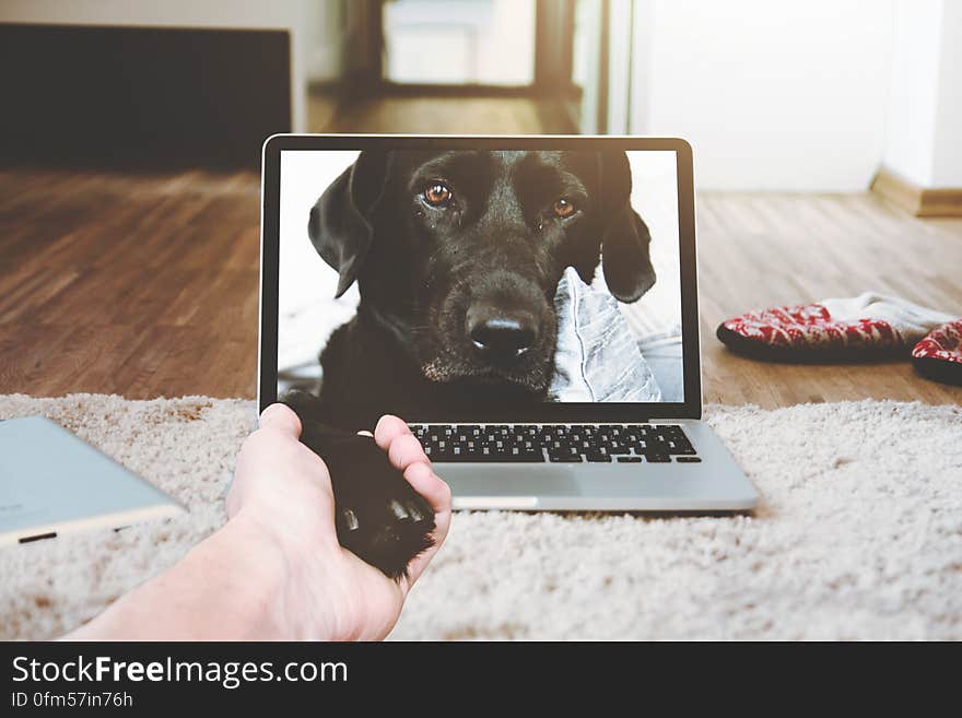 Portrait of black dog inside computer laptop shaking paw through screen. Portrait of black dog inside computer laptop shaking paw through screen.