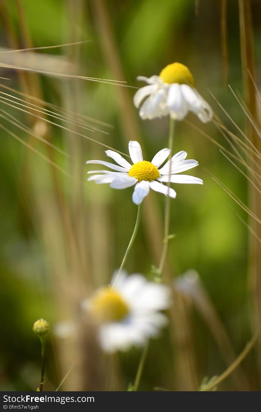 Close up of white chamomile flowers in grassy field on sunny day. Close up of white chamomile flowers in grassy field on sunny day.