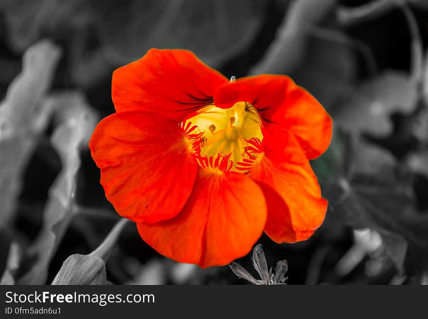 Close up of orange flower blossom with background desaturated.