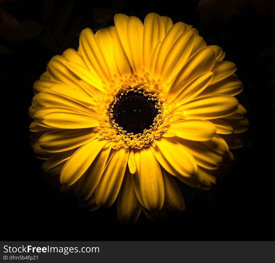 A yellow gerbera flower on black background.