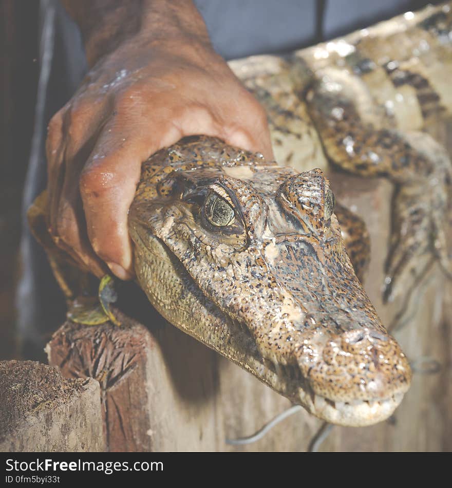 Close up of hand holding alligator head.