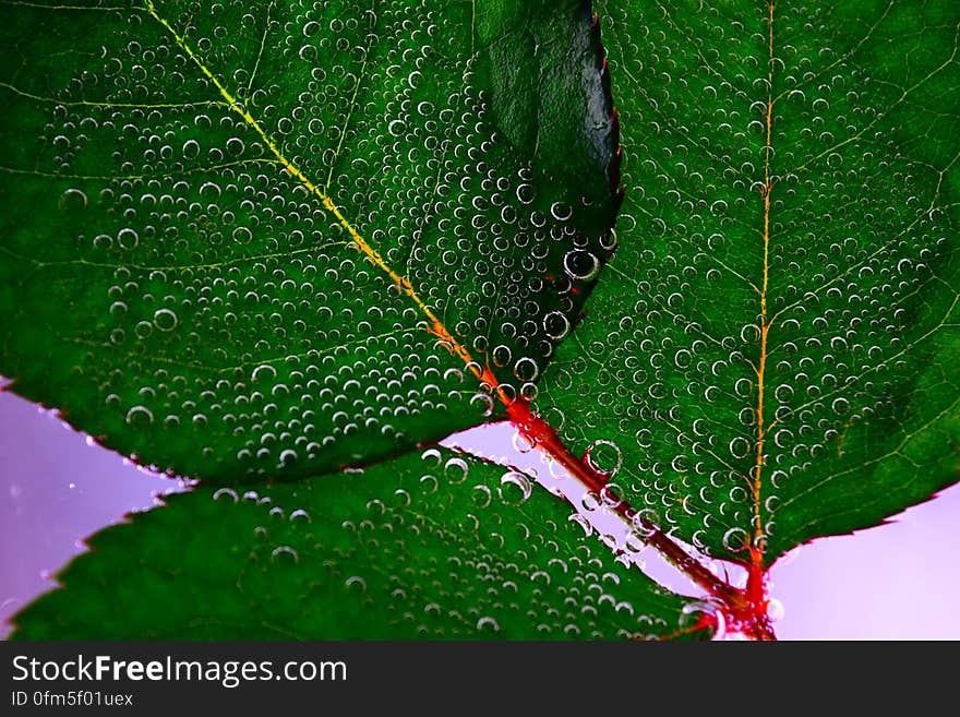 A close up of water drops on green leaves.