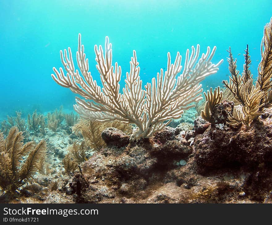 A colony of the soft coral known as the &quot;bent sea rod&quot; stands bleached on a reef off of Islamorada, Florida. Hard and soft corals are presently bleaching- losing their symbiotic algae – all over the coral reefs of the Florida Keys due to unusually warm ocean temperatures this summer. Months with waters warmer than 85 F have become more frequent in the last several decades compared to a century ago, stressing and in some cases killing corals when temperatures remain high for too long. Learn more about the details and read the study at on.doi.gov/BentSeaCorals Photo credit: Kelsey Roberts, USGS. A colony of the soft coral known as the &quot;bent sea rod&quot; stands bleached on a reef off of Islamorada, Florida. Hard and soft corals are presently bleaching- losing their symbiotic algae – all over the coral reefs of the Florida Keys due to unusually warm ocean temperatures this summer. Months with waters warmer than 85 F have become more frequent in the last several decades compared to a century ago, stressing and in some cases killing corals when temperatures remain high for too long. Learn more about the details and read the study at on.doi.gov/BentSeaCorals Photo credit: Kelsey Roberts, USGS.