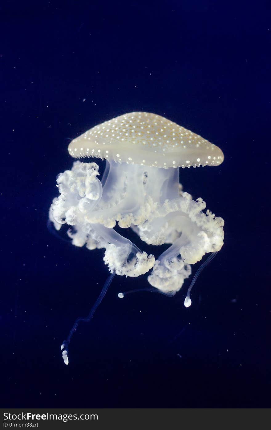 Beautiful jellyfish at the zoo aquarium. Beautiful jellyfish at the zoo aquarium.