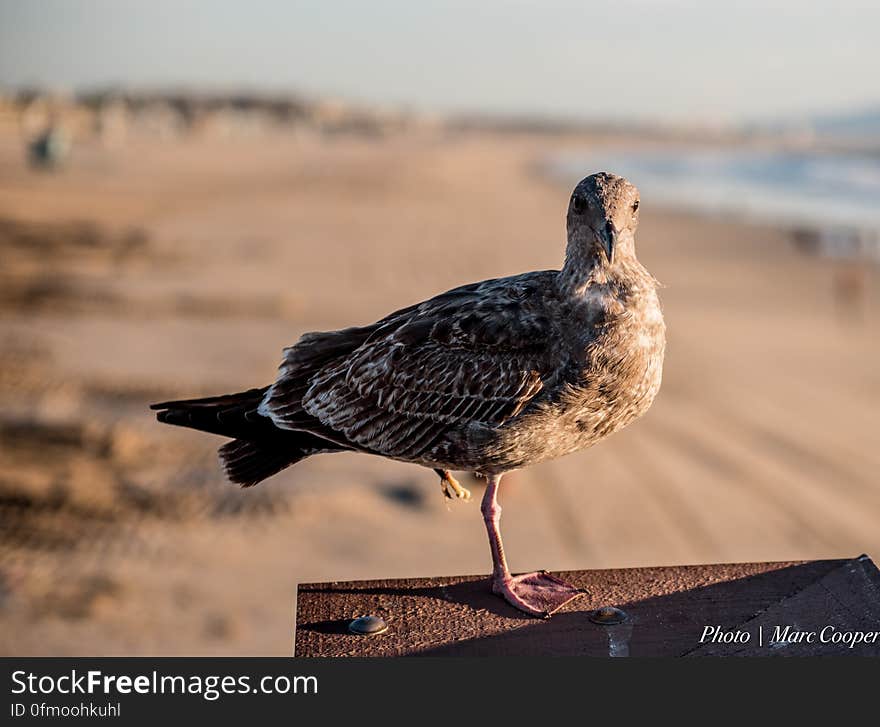 Venice Beach Pier CA. Venice Beach Pier CA