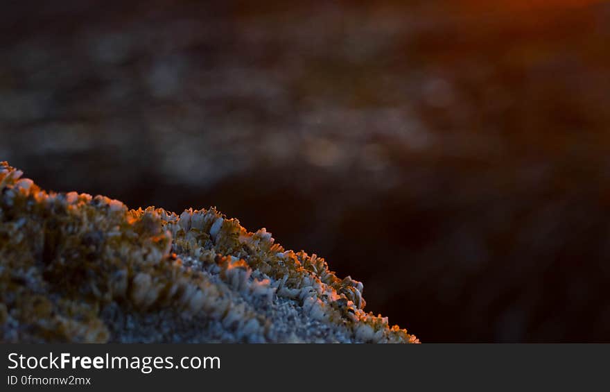 Coral in the morning.