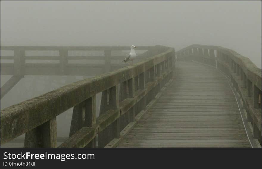 Gull in the fog