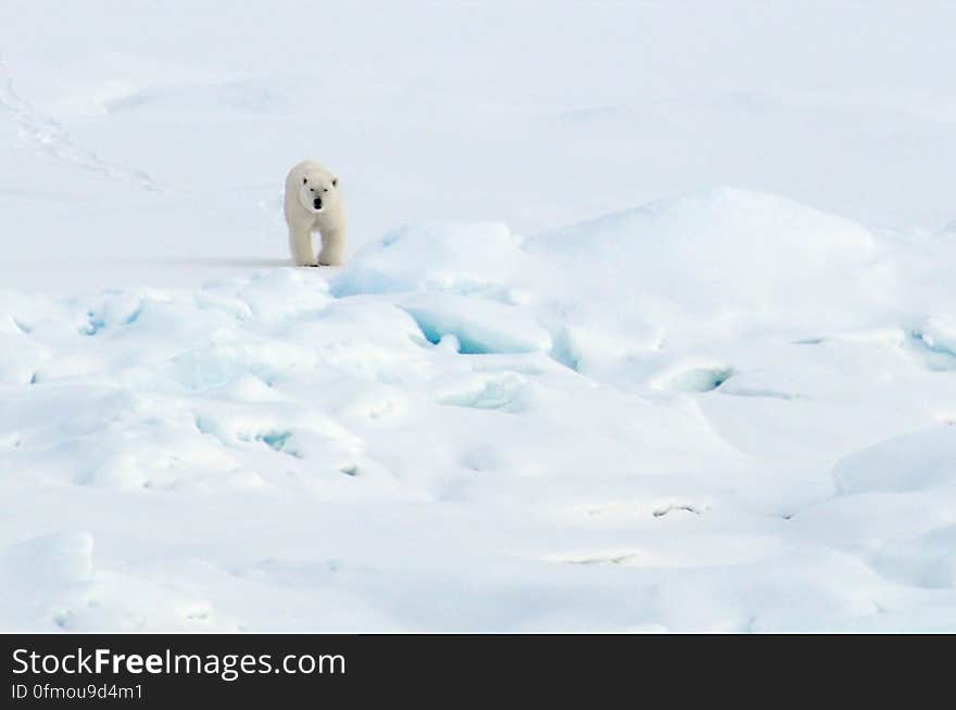 A polar bear walks on the Arctic Ocean ice Aug. 21, 2009. Photo Credit: Patrick Kelley, U.S. Coast Guard