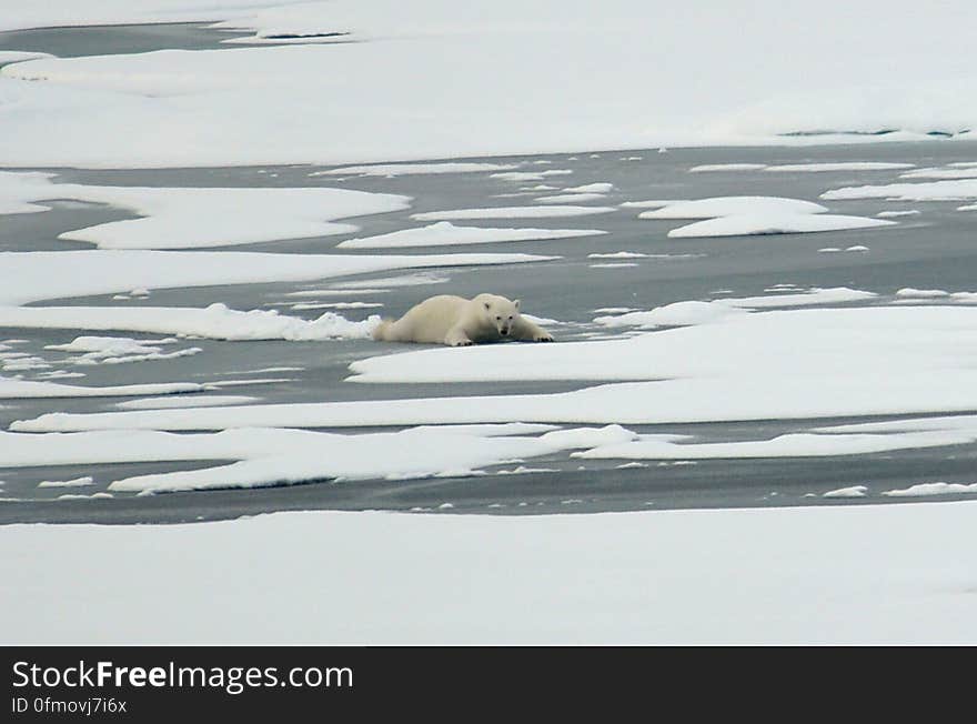 A polar bear slides across thin Actic Ocean ice Aug. 21, 2009. Photo Credit: Patrick Kelley, U.S. Coast Guard. A polar bear slides across thin Actic Ocean ice Aug. 21, 2009. Photo Credit: Patrick Kelley, U.S. Coast Guard