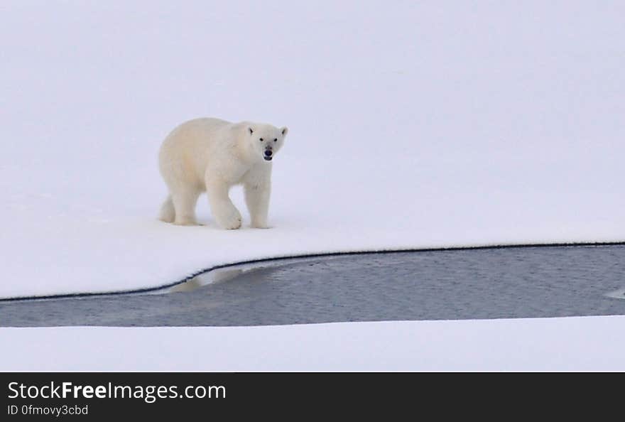 A polar bear walks on the Arctic Ocean ice Aug. 23, 2009. Photo Credit: Patrick Kelley, U.S. Coast Guard