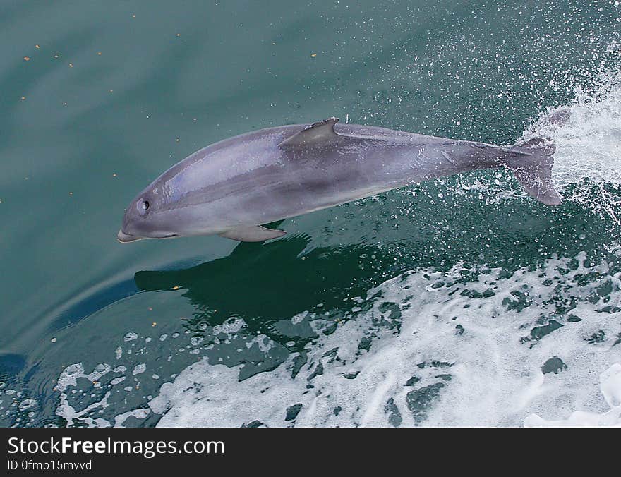 Dolphin at play 6