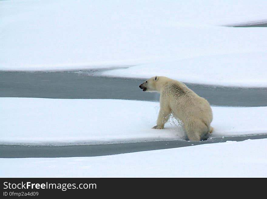 A polar bear breaks through thin Actic Ocean ice Aug. 23, 2009. Photo Credit: Patrick Kelley, U.S. Coast Guard. A polar bear breaks through thin Actic Ocean ice Aug. 23, 2009. Photo Credit: Patrick Kelley, U.S. Coast Guard