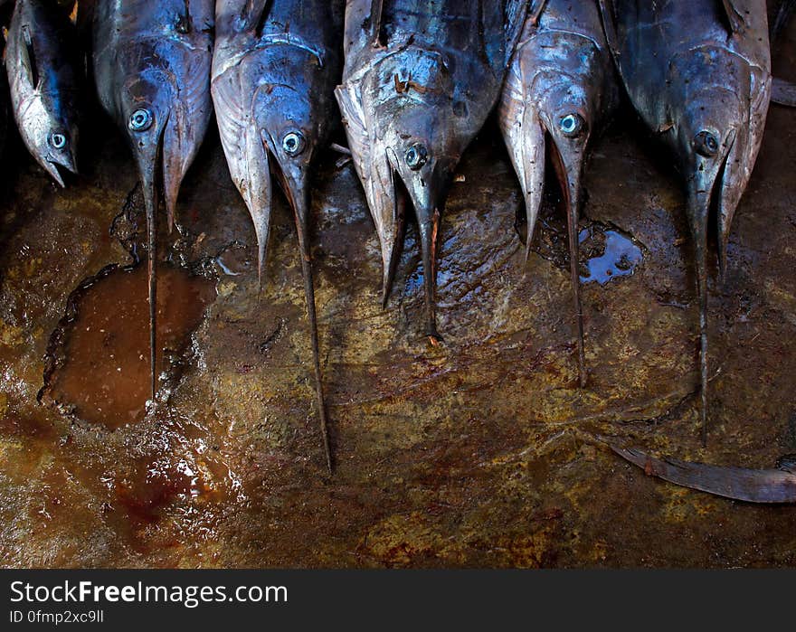 Freshly caught sailfish are lined up for sale inside Mogadishu&#x27;s fish market in the Xamar Weyne district of the Somali capital, 16 March, 2013. Every morning Mogadishu&#x27;s fisherman bring their catch ashore upon which it is quickly unloaded and transported to Xamar Weyne&#x27;s lively and chaotic fish market where it is sold for consumption on the local market and increasingly, for export to other countries. Over the last two decades, instability on land has greatly restricted the development of the country&#x27;s fishing industry, but now that Somalia is enjoying the longest period of sustained peace in over 20 years, there is large-scale potential and opportunity to harvest the bountiful waters off the Horn of Africa nation, which boasts the longest coastline in Africa. AU-UN IST PHOTO / STUART PRICE. Freshly caught sailfish are lined up for sale inside Mogadishu&#x27;s fish market in the Xamar Weyne district of the Somali capital, 16 March, 2013. Every morning Mogadishu&#x27;s fisherman bring their catch ashore upon which it is quickly unloaded and transported to Xamar Weyne&#x27;s lively and chaotic fish market where it is sold for consumption on the local market and increasingly, for export to other countries. Over the last two decades, instability on land has greatly restricted the development of the country&#x27;s fishing industry, but now that Somalia is enjoying the longest period of sustained peace in over 20 years, there is large-scale potential and opportunity to harvest the bountiful waters off the Horn of Africa nation, which boasts the longest coastline in Africa. AU-UN IST PHOTO / STUART PRICE.