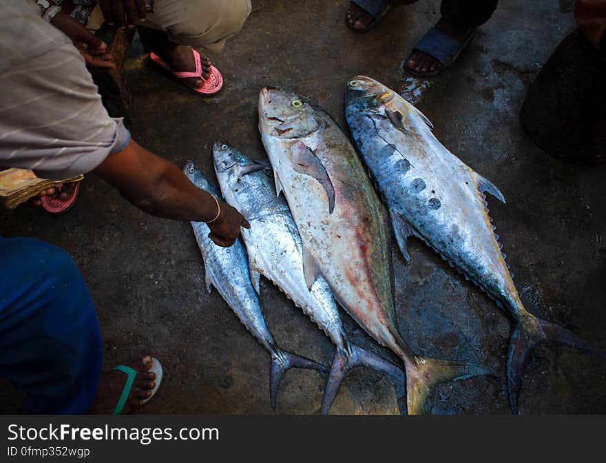 Traders and buyers negotiate over different species of freshly caught fish inside Mogadishu&#x27;s fish market in the Xamar Weyne district of the Somali capital, 16 March, 2013. Every morning Mogadishu&#x27;s fisherman bring their catch ashore upon which it is quickly unloaded and transported to Xamar Weyne&#x27;s lively and chaotic fish market where it is sold for consumption on the local market and increasingly, for export to other countries. Over the last two decades, instability on land has greatly restricted the development of the country&#x27;s fishing industry, but now that Somalia is enjoying the longest period of sustained peace in over 20 years, there is large-scale potential and opportunity to harvest the bountiful waters off the Horn of Africa nation, which boasts the longest coastline in Africa. AU-UN IST PHOTO / STUART PRICE. Traders and buyers negotiate over different species of freshly caught fish inside Mogadishu&#x27;s fish market in the Xamar Weyne district of the Somali capital, 16 March, 2013. Every morning Mogadishu&#x27;s fisherman bring their catch ashore upon which it is quickly unloaded and transported to Xamar Weyne&#x27;s lively and chaotic fish market where it is sold for consumption on the local market and increasingly, for export to other countries. Over the last two decades, instability on land has greatly restricted the development of the country&#x27;s fishing industry, but now that Somalia is enjoying the longest period of sustained peace in over 20 years, there is large-scale potential and opportunity to harvest the bountiful waters off the Horn of Africa nation, which boasts the longest coastline in Africa. AU-UN IST PHOTO / STUART PRICE.