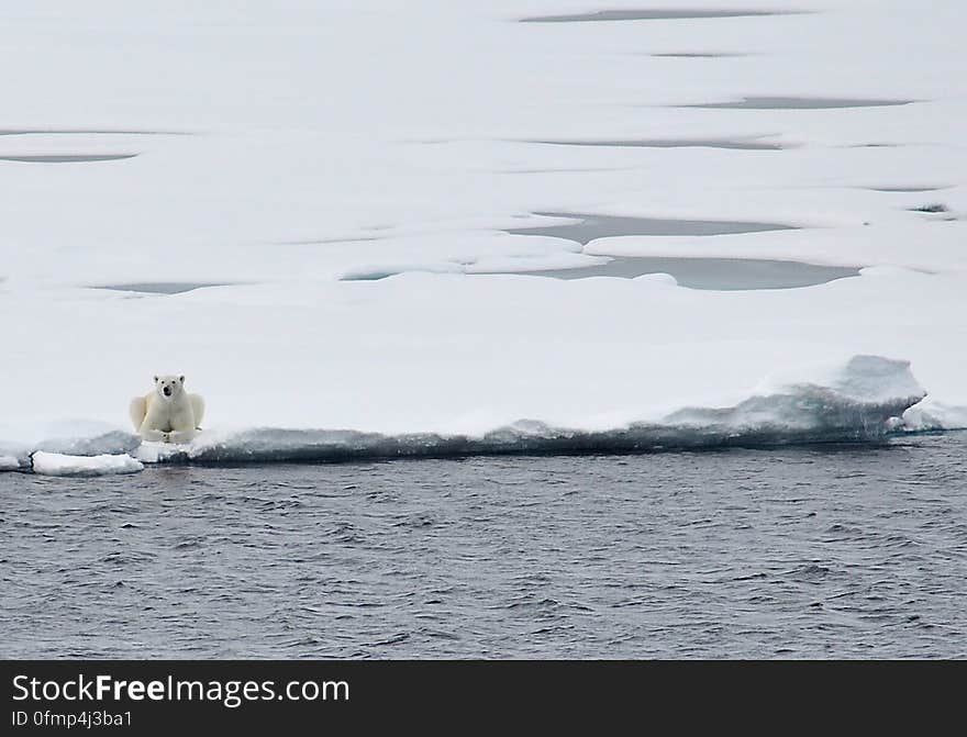 A polar bear rests on the ice Aug. 23, 2009, after following the Coast Guard Cutter Healy for nearly an hour. Photo Credit: Patrick Kelley, U.S. Coast Guard