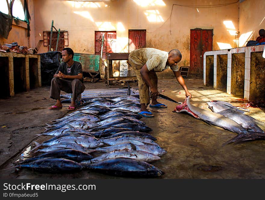 Traders wait to sell their fish inside Mogadishu&#x27;s fish market in the Xamar Weyne district of the Somali capital, 16 March, 2013. Every morning Mogadishu&#x27;s fisherman bring their catch ashore upon which it is quickly unloaded and transported to Xamar Weyne&#x27;s lively and chaotic fish market where it is sold for consumption on the local market and increasingly, for export to other countries. Over the last two decades, instability on land has greatly restricted the development of the country&#x27;s fishing industry, but now that Somalia is enjoying the longest period of sustained peace in over 20 years, there is large-scale potential and opportunity to harvest the bountiful waters off the Horn of Africa nation, which boasts the longest coastline in Africa. AU-UN IST PHOTO / STUART PRICE. Traders wait to sell their fish inside Mogadishu&#x27;s fish market in the Xamar Weyne district of the Somali capital, 16 March, 2013. Every morning Mogadishu&#x27;s fisherman bring their catch ashore upon which it is quickly unloaded and transported to Xamar Weyne&#x27;s lively and chaotic fish market where it is sold for consumption on the local market and increasingly, for export to other countries. Over the last two decades, instability on land has greatly restricted the development of the country&#x27;s fishing industry, but now that Somalia is enjoying the longest period of sustained peace in over 20 years, there is large-scale potential and opportunity to harvest the bountiful waters off the Horn of Africa nation, which boasts the longest coastline in Africa. AU-UN IST PHOTO / STUART PRICE.