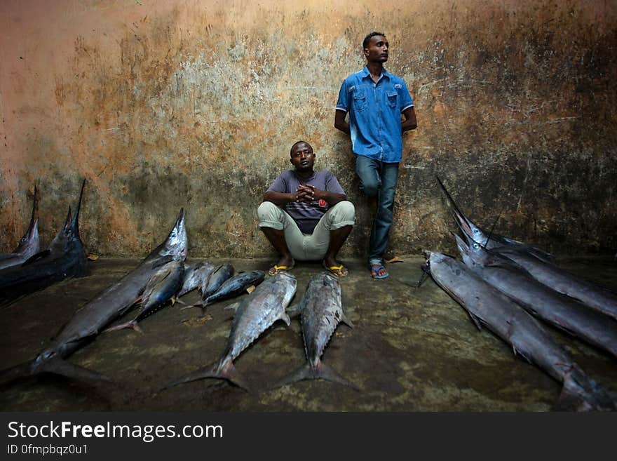 Traders wait to sell their fish inside Mogadishu&#x27;s fish market in Xamar Weyne district of the Somali capital, 16 March, 2013. Every morning Mogadishu&#x27;s fisherman bring their catch ashore upon which it is quickly unloaded and transported to Xamar Weyne&#x27;s lively and chaotic fish market where it is sold for consumption on the local market and increasingly, for export to other countries. Over the last two decades, instability on land has greatly restricted the development of the country&#x27;s fishing industry, but now that Somalia is enjoying the longest period of sustained peace in over 20 years, there is large-scale potential and opportunity to harvest the bountiful waters off the Horn of Africa nation, which boasts the longest coastline in Africa. AU-UN IST PHOTO / STUART PRICE. Traders wait to sell their fish inside Mogadishu&#x27;s fish market in Xamar Weyne district of the Somali capital, 16 March, 2013. Every morning Mogadishu&#x27;s fisherman bring their catch ashore upon which it is quickly unloaded and transported to Xamar Weyne&#x27;s lively and chaotic fish market where it is sold for consumption on the local market and increasingly, for export to other countries. Over the last two decades, instability on land has greatly restricted the development of the country&#x27;s fishing industry, but now that Somalia is enjoying the longest period of sustained peace in over 20 years, there is large-scale potential and opportunity to harvest the bountiful waters off the Horn of Africa nation, which boasts the longest coastline in Africa. AU-UN IST PHOTO / STUART PRICE.