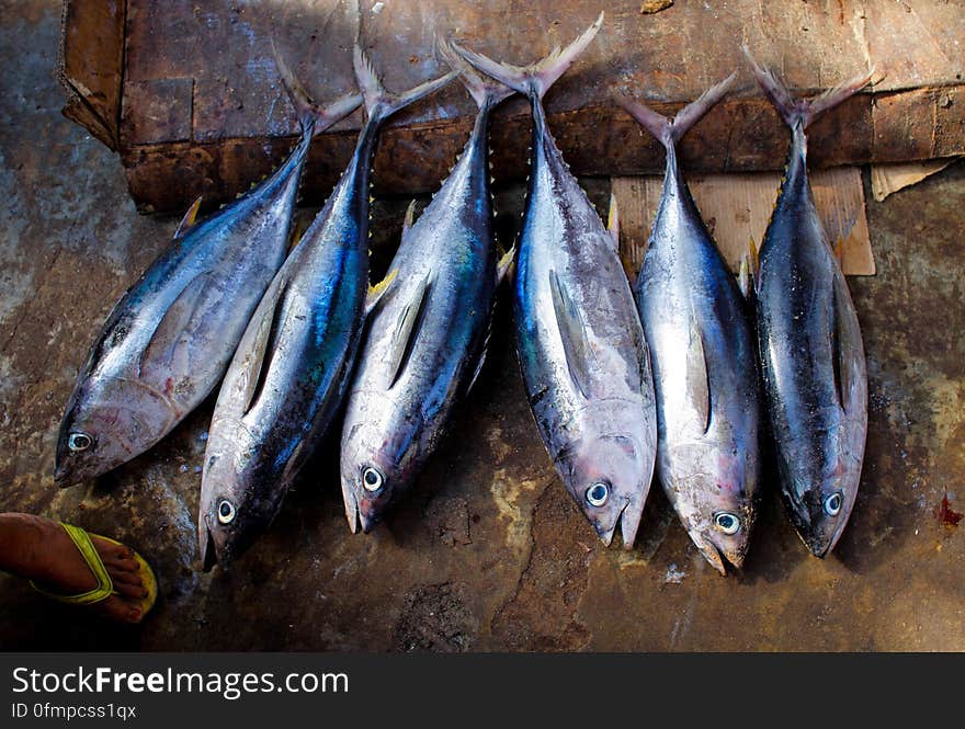 Freshly caught tuna fish are lined up for sale inside Mogadishu&#x27;s fish market in the Somali capital, 16 March, 2013. Every morning Mogadishu&#x27;s fisherman bring their catch ashore upon which it is quickly unloaded and transported to Xamar Weyne&#x27;s lively and chaotic fish market where it is sold for consumption on the local market and increasingly, for export to other countries. Over the last two decades, instability on land has greatly restricted the development of the country&#x27;s fishing industry, but now that Somalia is enjoying the longest period of sustained peace in over 20 years, there is large-scale potential and opportunity to harvest the bountiful waters off the Horn of Africa nation, which boasts the longest coastline in Africa. AU-UN IST PHOTO / STUART PRICE. Freshly caught tuna fish are lined up for sale inside Mogadishu&#x27;s fish market in the Somali capital, 16 March, 2013. Every morning Mogadishu&#x27;s fisherman bring their catch ashore upon which it is quickly unloaded and transported to Xamar Weyne&#x27;s lively and chaotic fish market where it is sold for consumption on the local market and increasingly, for export to other countries. Over the last two decades, instability on land has greatly restricted the development of the country&#x27;s fishing industry, but now that Somalia is enjoying the longest period of sustained peace in over 20 years, there is large-scale potential and opportunity to harvest the bountiful waters off the Horn of Africa nation, which boasts the longest coastline in Africa. AU-UN IST PHOTO / STUART PRICE.