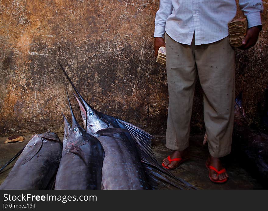 A trader waits to sell fish inside Mogadishu&#x27;s fish market in the Xamar Weyne district of the Somali capital. Every morning Mogadishu&#x27;s fisherman bring their catch from the Indian Ocean ashore upon which it is quickly unloaded and transported to Xamar Weyne&#x27;s lively and chaotic fish market where it is sold for consumption on the local market and increasingly, for export to other countries. Over the last two decades, instability on land has greatly restricted the development of the country&#x27;s fishing industry, but now that Somalia is enjoying the longest period of sustained peace in over 20 years, there is large-scale potential and opportunity to harvest the bountiful waters off the Horn of Africa nation, which boasts the longest coastline in Africa. AU-UN IST PHOTO / STUART PRICE. A trader waits to sell fish inside Mogadishu&#x27;s fish market in the Xamar Weyne district of the Somali capital. Every morning Mogadishu&#x27;s fisherman bring their catch from the Indian Ocean ashore upon which it is quickly unloaded and transported to Xamar Weyne&#x27;s lively and chaotic fish market where it is sold for consumption on the local market and increasingly, for export to other countries. Over the last two decades, instability on land has greatly restricted the development of the country&#x27;s fishing industry, but now that Somalia is enjoying the longest period of sustained peace in over 20 years, there is large-scale potential and opportunity to harvest the bountiful waters off the Horn of Africa nation, which boasts the longest coastline in Africa. AU-UN IST PHOTO / STUART PRICE.