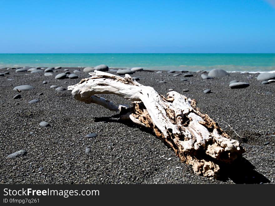 Drift Wood at Shoreline