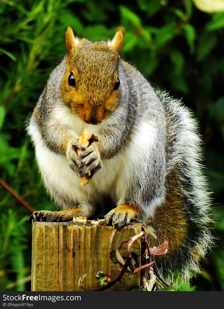 Close-up of Squirrel Eating Outdoors