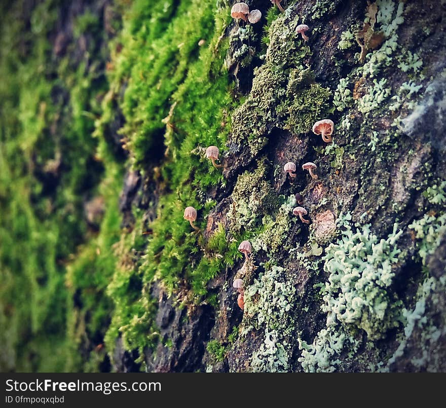 Mushrooms and moss growing on a rock. Mushrooms and moss growing on a rock.