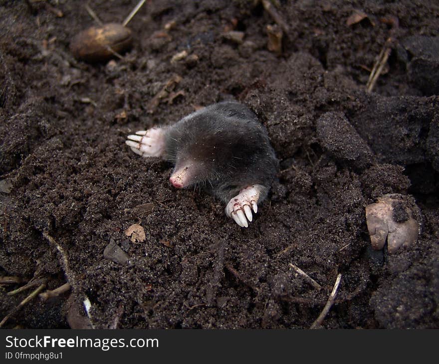 Black Mole in Black Soil