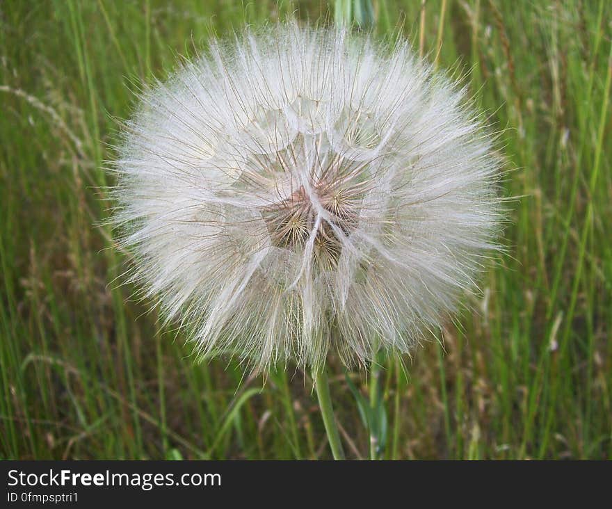 Close up of white dandelion seed head in green grass. Close up of white dandelion seed head in green grass.