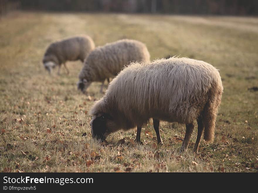 A trio of sheep on a pasture in the autumn. A trio of sheep on a pasture in the autumn.